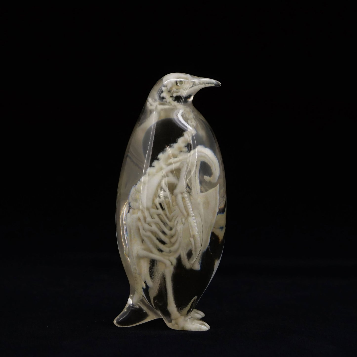 玉骨標本 コウテイペンギン Sサイズ 半完成品(研磨なし)