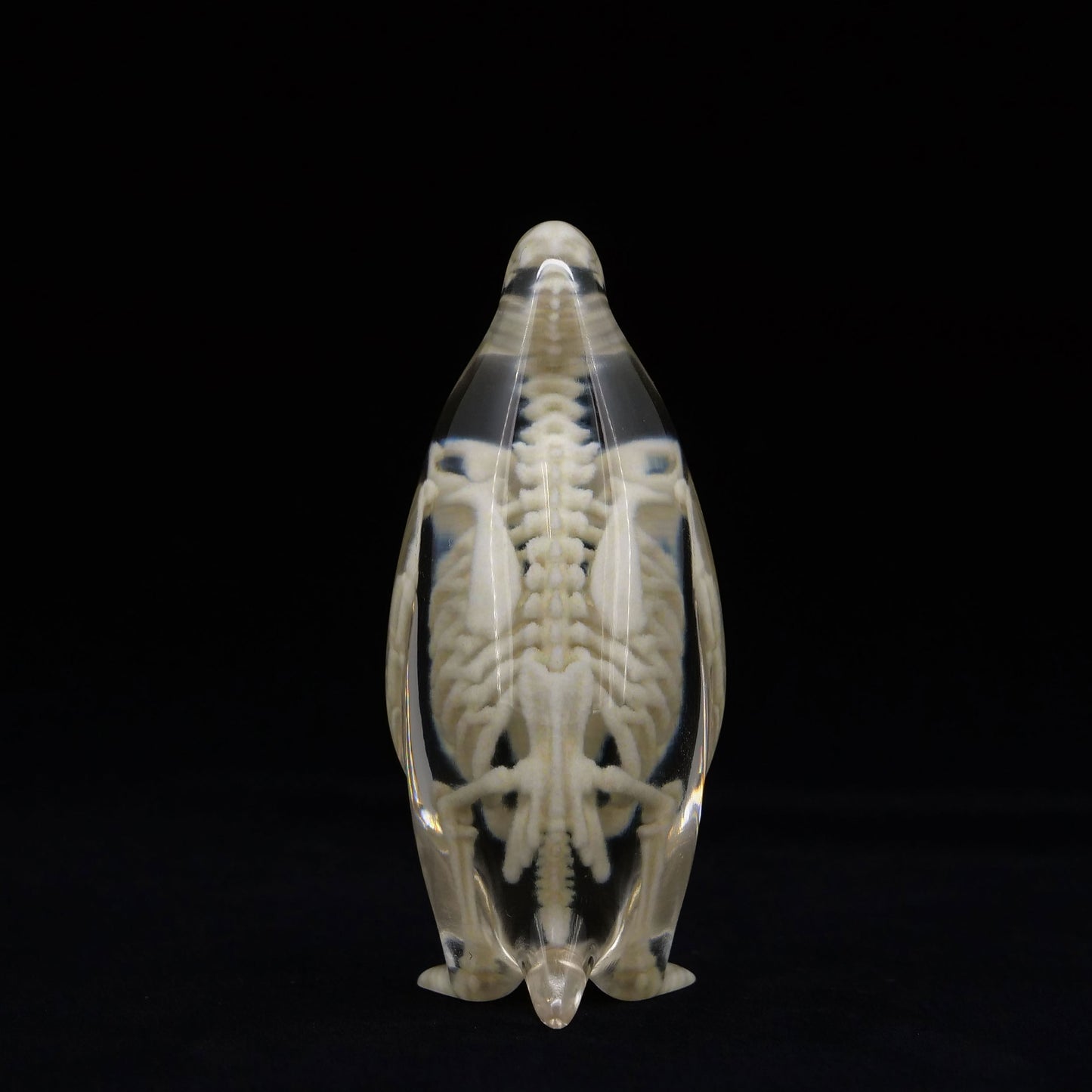 玉骨標本　コウテイペンギン　Sサイズ　半完成品(研磨なし)