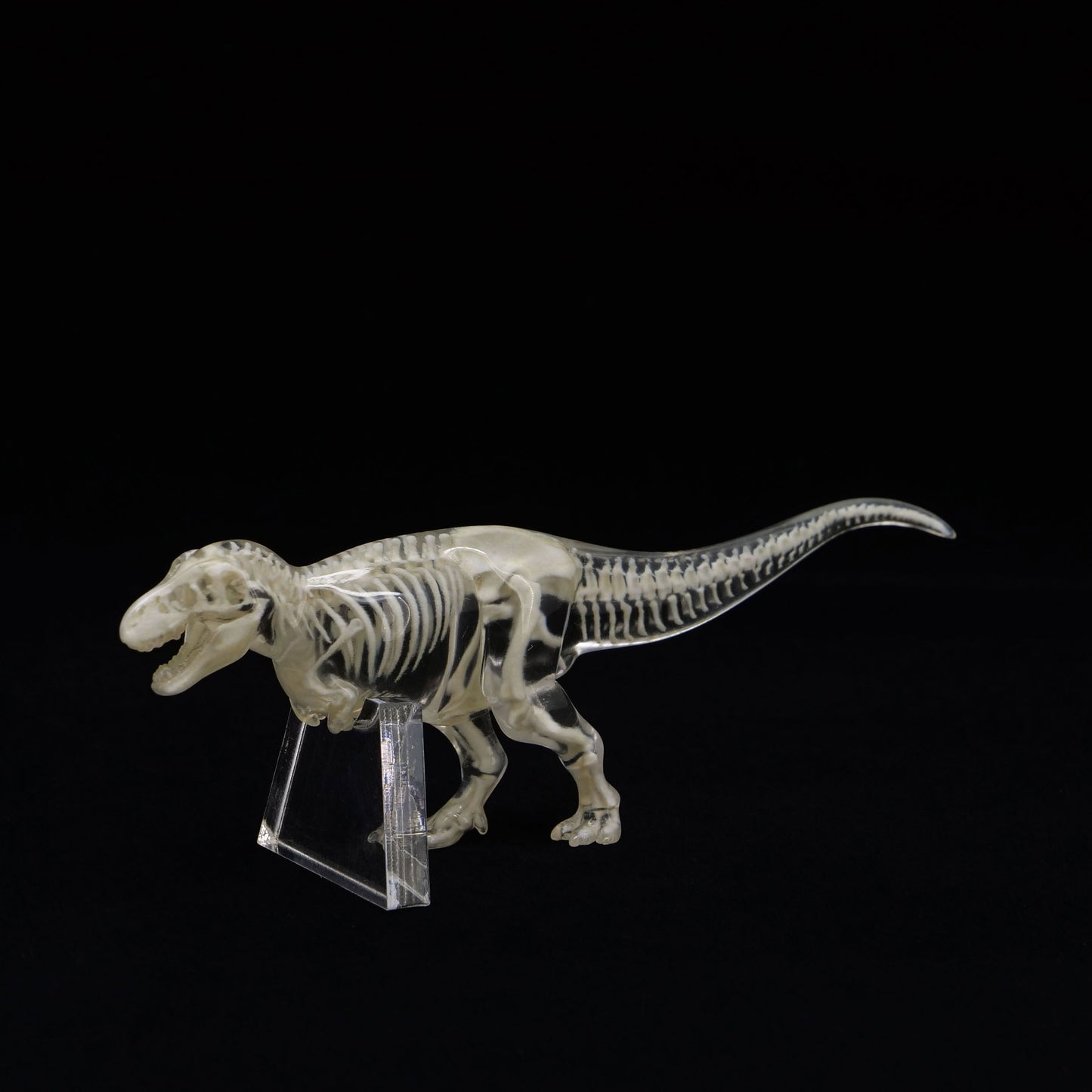 玉骨標本　ティラノサウルス　Sサイズ　半完成品(研磨なし)