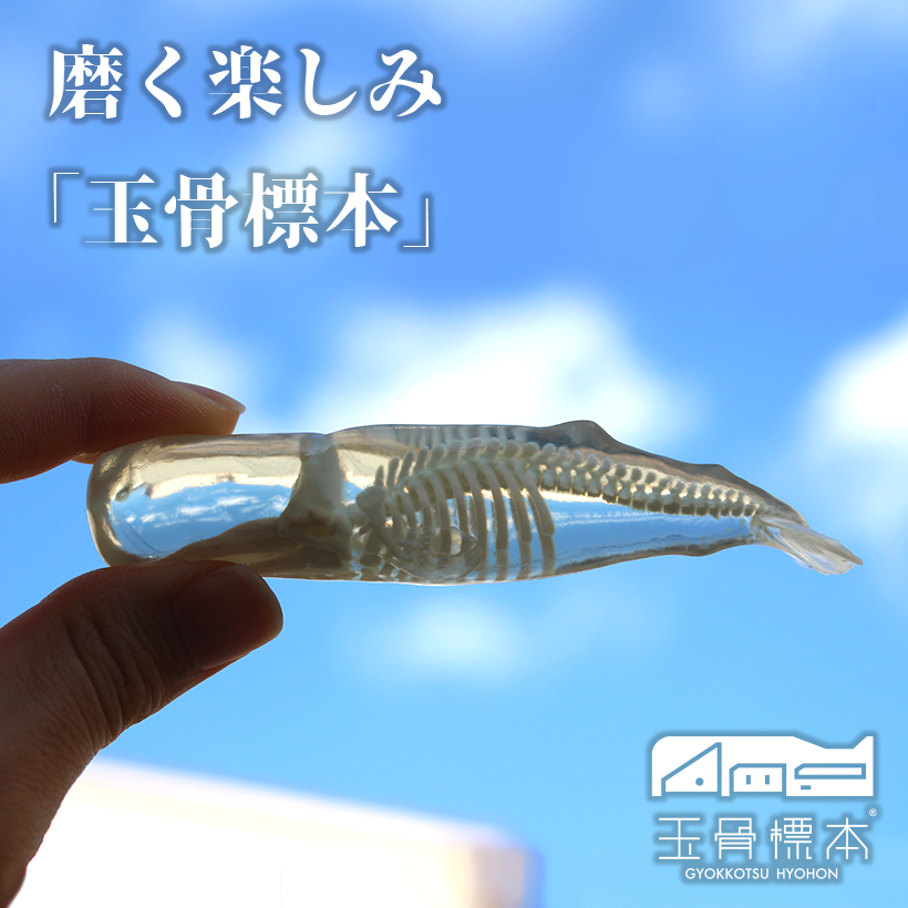 玉骨標本　マッコウクジラ　Sサイズ　半完成品(研磨なし)