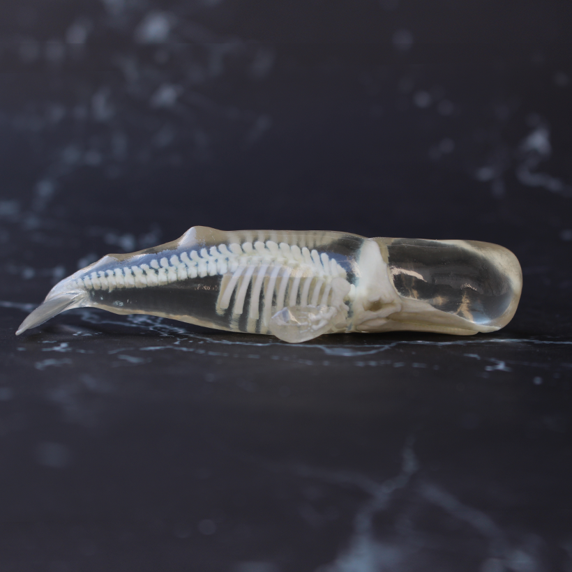 玉骨標本　マッコウクジラ　Sサイズ　半完成品(研磨なし)
